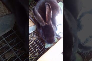 Baby Bunny playing with mom