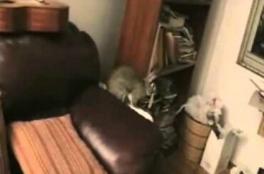 Cute Rabbit Carrying Paper then Sleeping