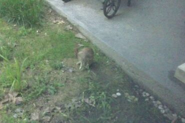 I found a Cute rabbit outside my house!