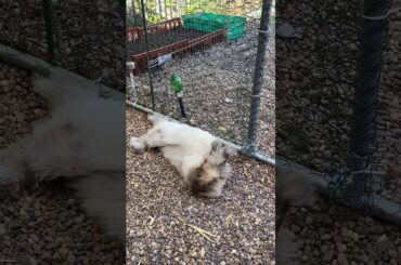 English Angora Rabbit doing a bunny flop. Cute rabbit
