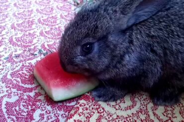 Cute bunny eats watermelon