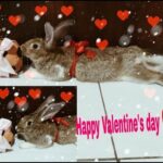FUNNY RABBIT IN VALENTINE'S DAY || CUTE BABY BUNNY VIDEO