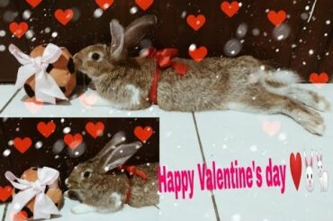 FUNNY RABBIT IN VALENTINE'S DAY || CUTE BABY BUNNY VIDEO