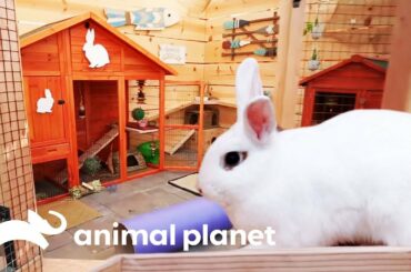 Incredible Bunny Beach House Completely Transforms This Backyard | Animal Cribs