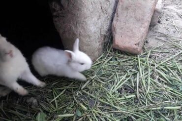 Cute small baby Rabbit & Mother Rabbit Eating Food