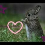 Cute bunny pictures!!!!!!