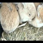 søskendekærlighed mellem 5 uger gamle kaninunger - cutest baby bunny love 5 weeks old
