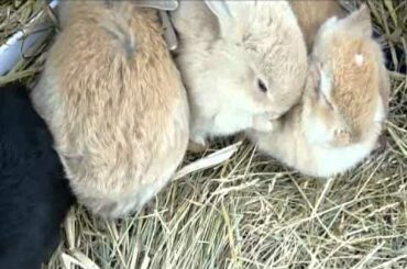 søskendekærlighed mellem 5 uger gamle kaninunger - cutest baby bunny love 5 weeks old