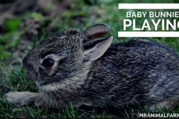 Baby Bunnies Playing