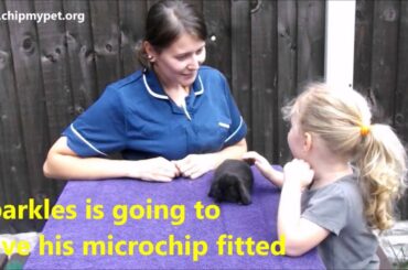 Is my pet too small to microchip - Cute baby rabbit gets microchipped
