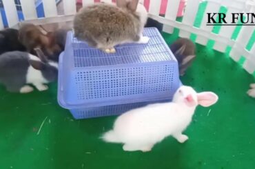Rabbit Video Baby cute cute  by farming