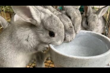 BABY BUNNIES DRINKING WATER!!! Soooo cute!!!!🥺💕🐰