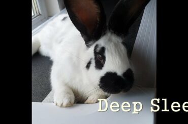 Soothing Music) for Relaxing, Deep Sleep, Meditation, Stress Relief. Rabbit's Sleeping. Bunny, Piano
