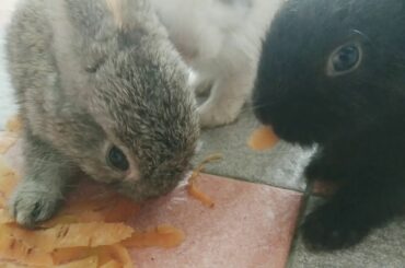 BABY BUNNIES EATING CARROTS
