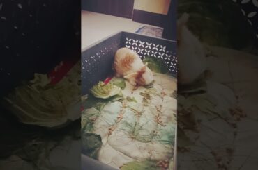 Head Tilt Cute Baby Bunny Eating 😍😍😍