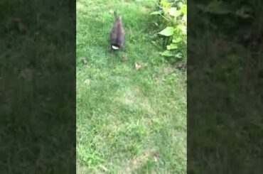 Cute Bunny Hopping