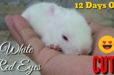 JEK PETS EP.36 | MARIMAR UPDATES " BABY WHITE RED EYES RABBIT | HER 12 DAYS OLD KITS | BABY BUNNIES"