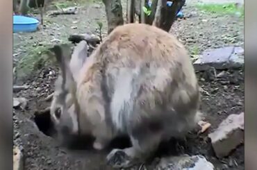 Awesome mother rabbit  keep her children safe