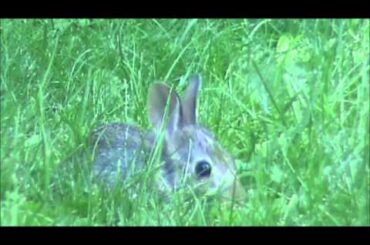 CUTE Baby Bunny - PRICELESS!