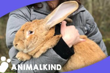Giant Rabbit And Little Girl Make Adorable Duo | Animalkind