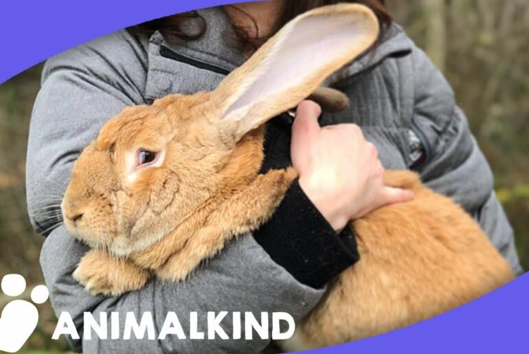 Giant Rabbit And Little Girl Make Adorable Duo | Animalkind