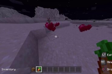 Cute bunnies and more bunnies and bunnies