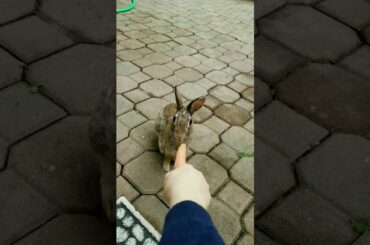 Cute rabbit eating carrot off my hand