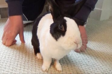 How to Pet a Rabbit in his Favorite Spot