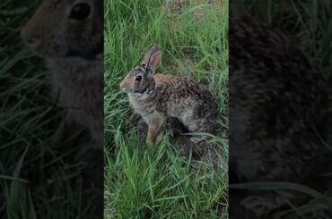 Baby Rabbits - Part 2 🐇