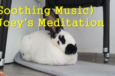 Soothing Music) for Relaxing Deep Sleep Meditation. Giant Baby, Joey's Meditation, Rabbit, Bunny.