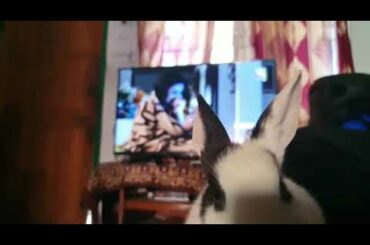 Cute Rabbit at my Home