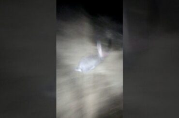 Cute Rabbit ।। Rabbit running video ।। #Rabbit