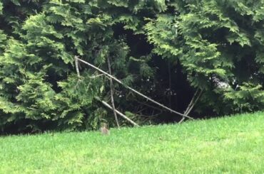 cute baby bunny spotted eating in yard