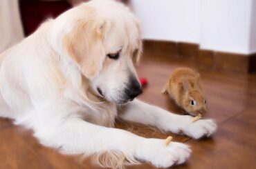 Rabbit Sam Steals Food From Dog Bailey & They Play Together
