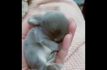 Cute BABY BUNNY awwwww