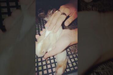 11th Day Cute Rabbit Kits 😍