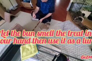 Rabbit Tricks Gizmo The Baby Lionhead Rabbit  HOW TO TEACH "BATON JUMP"  easiest Intermediate level