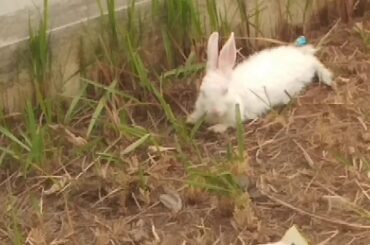 Cute rabbit is sleeping on the grass.