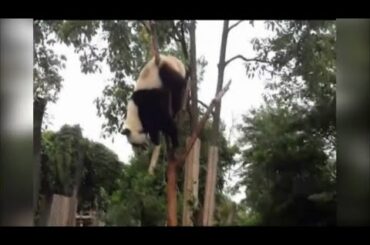 Funny Panda | Cute Panda | Bunny Funny.