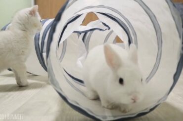 Baby bunny Neytiri plays in the maze with his friends   cats and kitten Coco 2