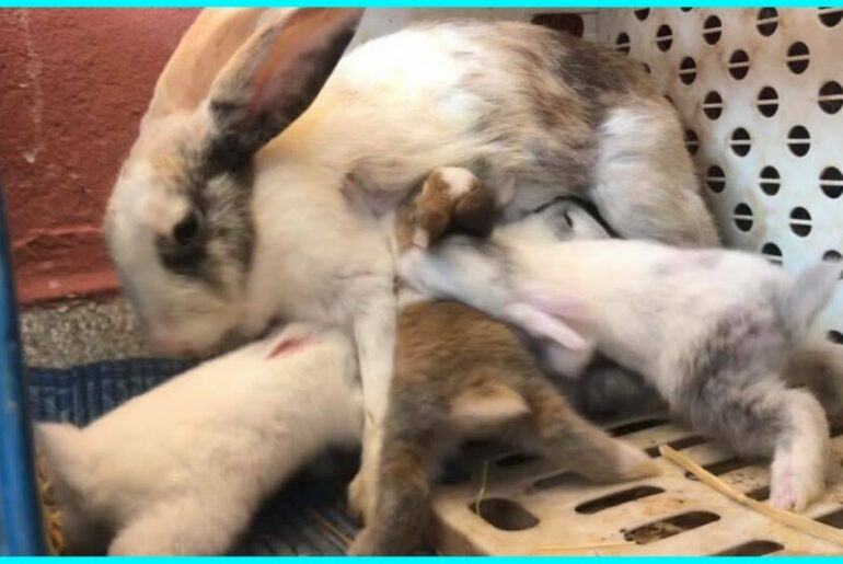 Day 20, How Baby Rabbits Feeding Milk From Their Mother Funny Bunny Video growing up to 23 days old
