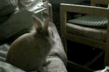 cute bunny doing a funny head shake