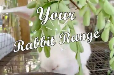 Cute and Funny Chinchilla Rabbit  Breed | My Chinchilla Bunny