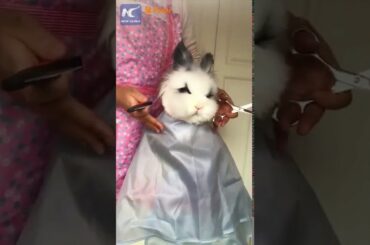 Cute bunny getting a haircut goes viral