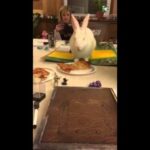 Cute bunny eats pizza! Hilarious