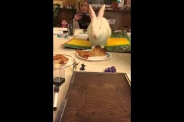 Cute bunny eats pizza! Hilarious