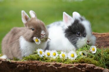 Cute Animals - Bunny Rabbit