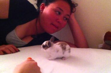 Baby bunnies eating carrot