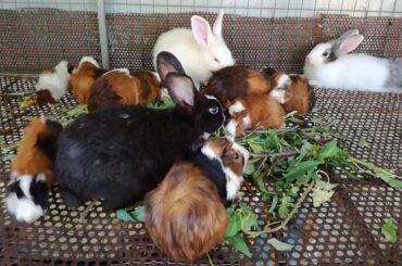 Cute Baby Rabbit Eating Vegetables / Funny Baby Bunny Rabbit Videos / Cute Rabbits Compilation 2020