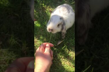 My cute bunny eating flowers 🐰💐